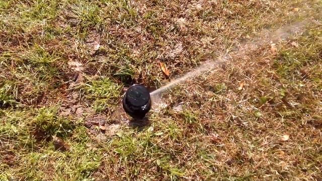New rainbird maxi paw sprinkler head in back yard