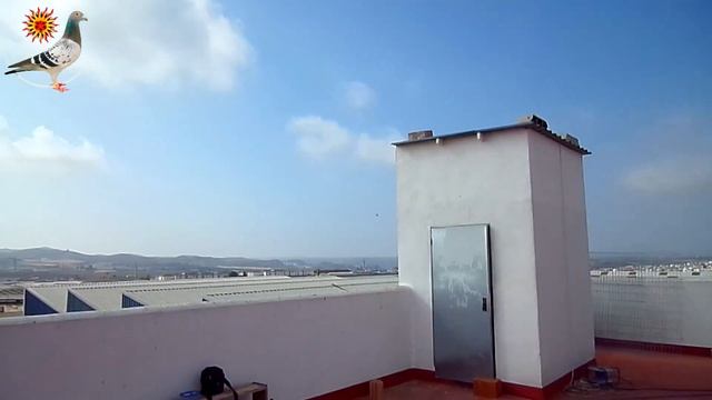8th Training Toss 55 KM Racing Pigeons Derby Cordoba 28.07.2014