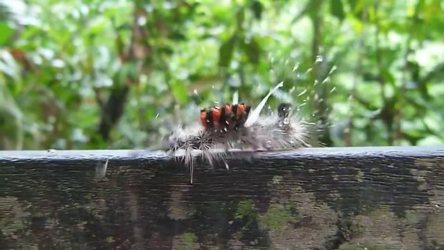 A galloping Tussock Moth caterpillar