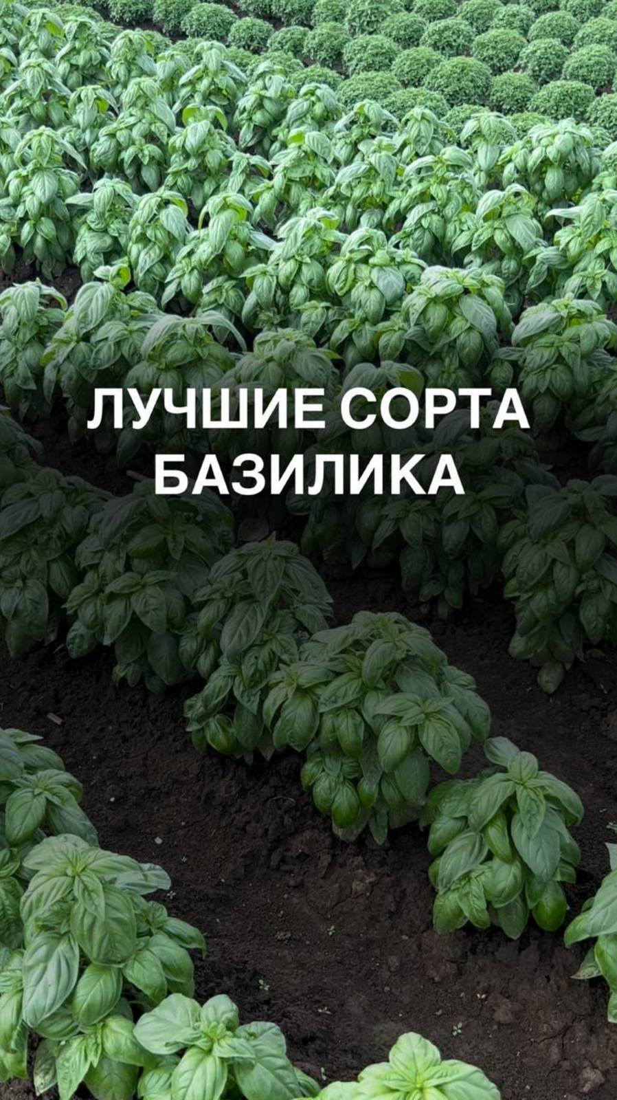 Лучшие сорта базилика #базилик #сорта #гибрид #огороднаподоконнике #зелень #зеленьдома #дачныйответ