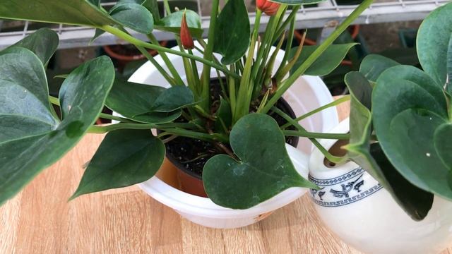 Put 1 Piece In The Root! Anthurium Blooms Immediately And All Year Round