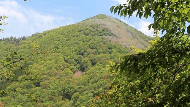 ツツドリのさえずり in 霊仙山 Oriental Cuckoo singing