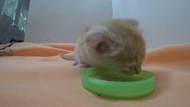 Street kitten learns to eat from a bowl ☺😃😃