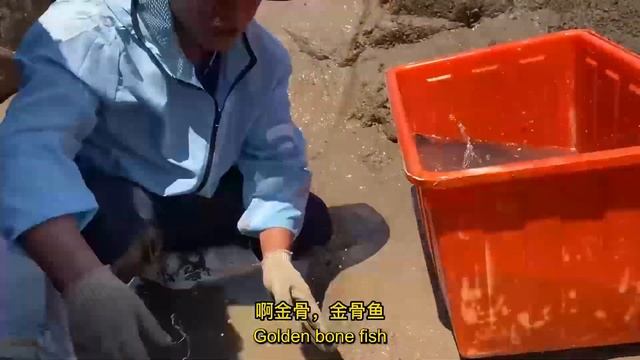 天空终于放晴，和阿峰阿凯盘窝，海星龙虾鳗鱼面包蟹，鱼货爆多大赚1700【赶海阿生】