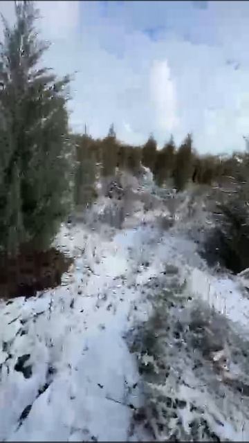 Ели в снегу
