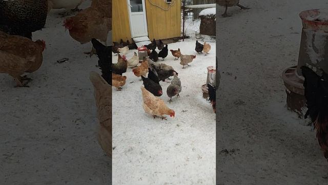 Мучное курам 🐔 вредно. Они долго не живут. Отвечаю на комментарии 🤔