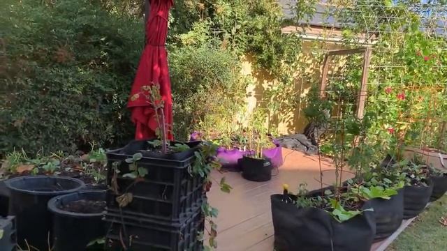 🍅Live: 4 Things to do in the Garden in December ⛄️ & Giveaway! (REPLAY)