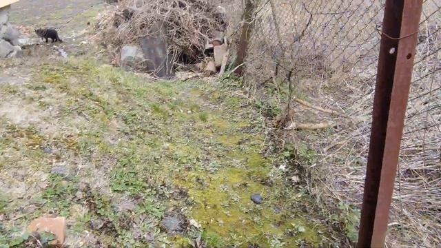 Подрібнювач гілок Бобер сучкоріз