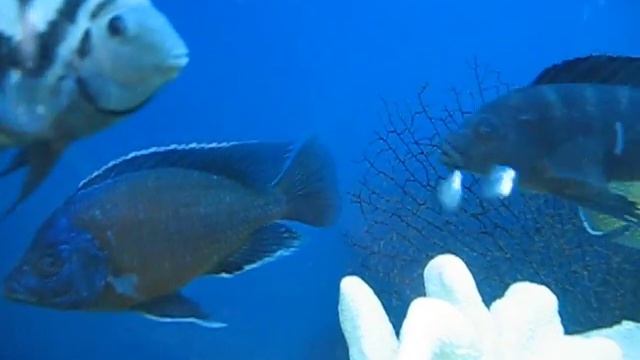 Псевдоморской аквариум c лабиатумами. Pseudomarine aquarium