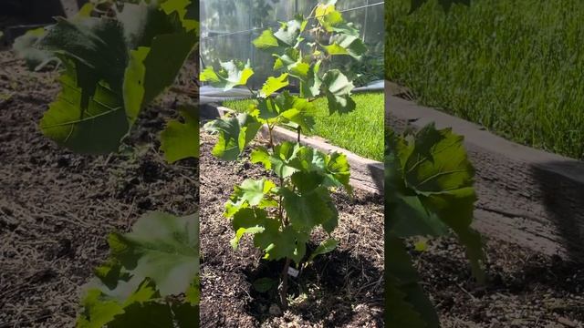 Вызревание лозы на винограде киш миш Юпитер и Клубничный в условиях открытого грунта Подмосковья.