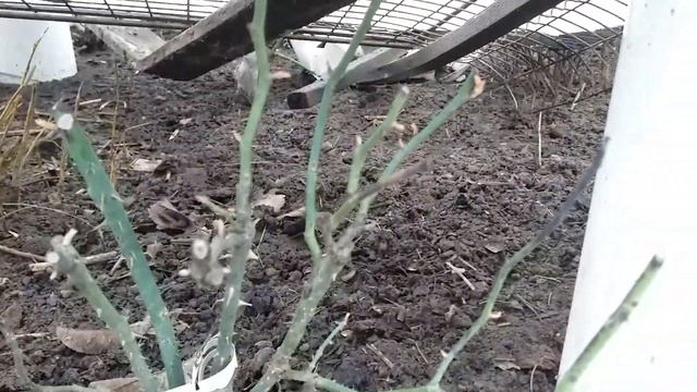 РОЗЫ под сломанным укрытием 29.03.24