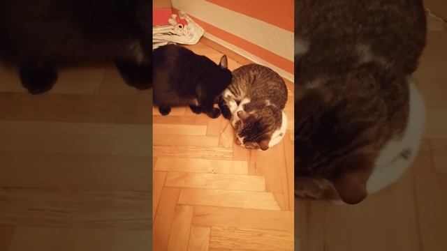 Кот Куки дома после того, как 6 часов провел на столбе 🤗😪🐈