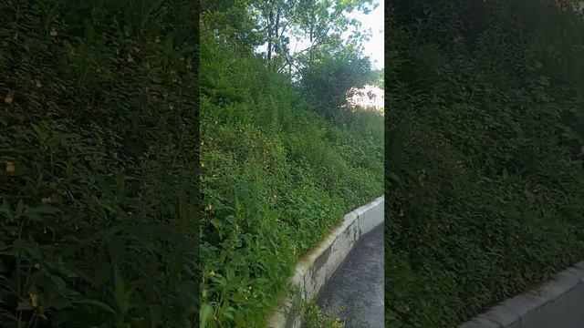 Сон планеты.