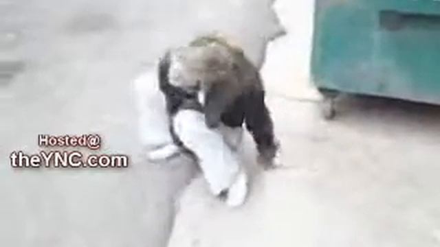 ШАпокляк живая