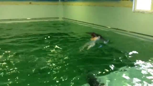 Плаванье с дельфинами