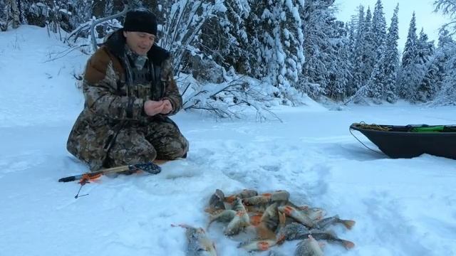 НАШЁЛ ЛУНКУ ПОЛНУЮ ОКУНЕЙ НА ЗАТЕРЯННОМ РУЧЬЕ. ШИКАРНАЯ ЗИМНЯЯ РЫБАЛКА