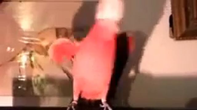 Приколы с животными и птицами Попугай танцует Gangnam Style