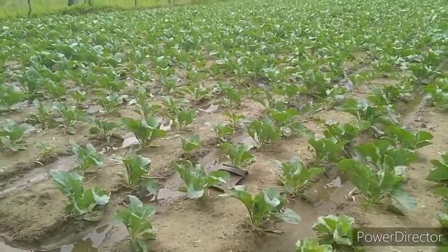 Soil Conditioner/Foliar Fertilizer- Low Land Cauliflower and Cabbage