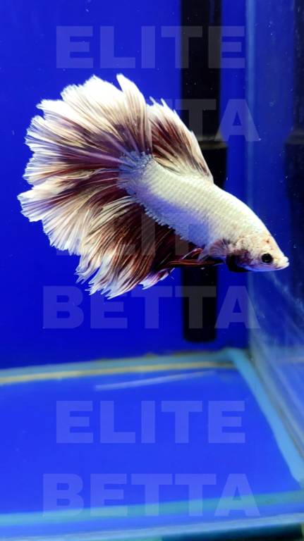 Рыбка Петушок Белая роза розохвост веерный