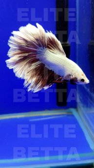 Рыбка Петушок Белая роза розохвост веерный