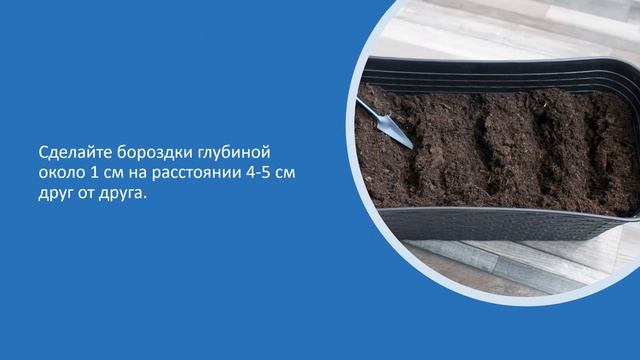 Как посадить лук на зелень дома