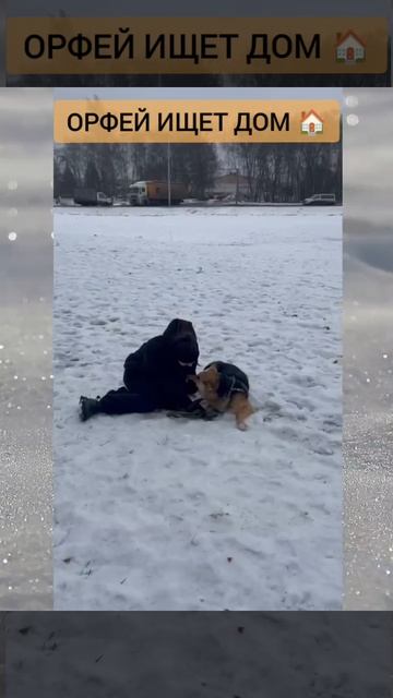 Собака Орфей из приюта в добрые руки / Москва #приют #собаки