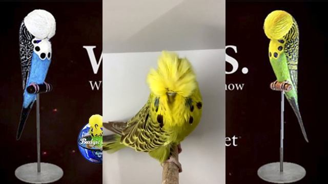World Online Budgie Show inscription 23 WOBS Budgie Planet 2021