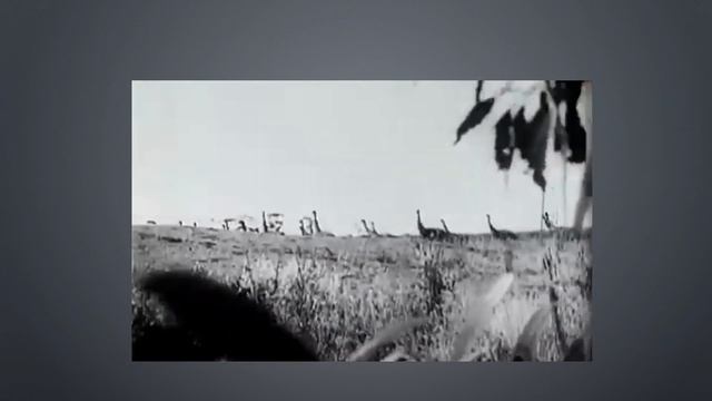 The Great Emu War | Science, Nature & History Page |