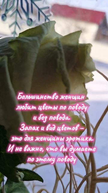 ЦВЕТЫ БЕЗ ПОВОДА. ПРОСТО ТАК
