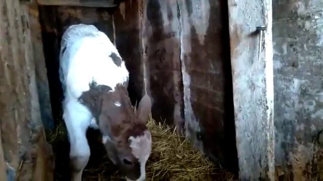 65 кг  Рекордный вес бычка при рождении