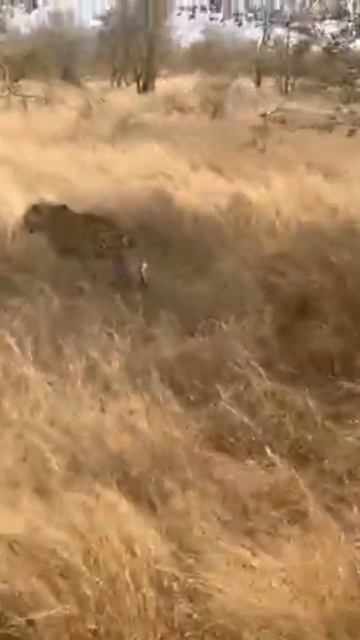 Watch The Majestic Leopard 🐆 Roaming In The Wild