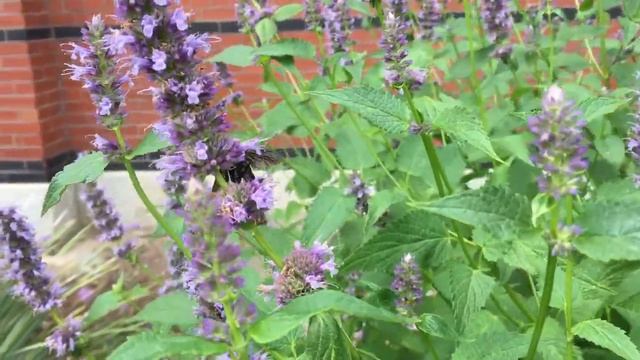 Bumble bee (Rebeccah Waterworth)