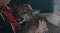 baby Puma малыш Пумы