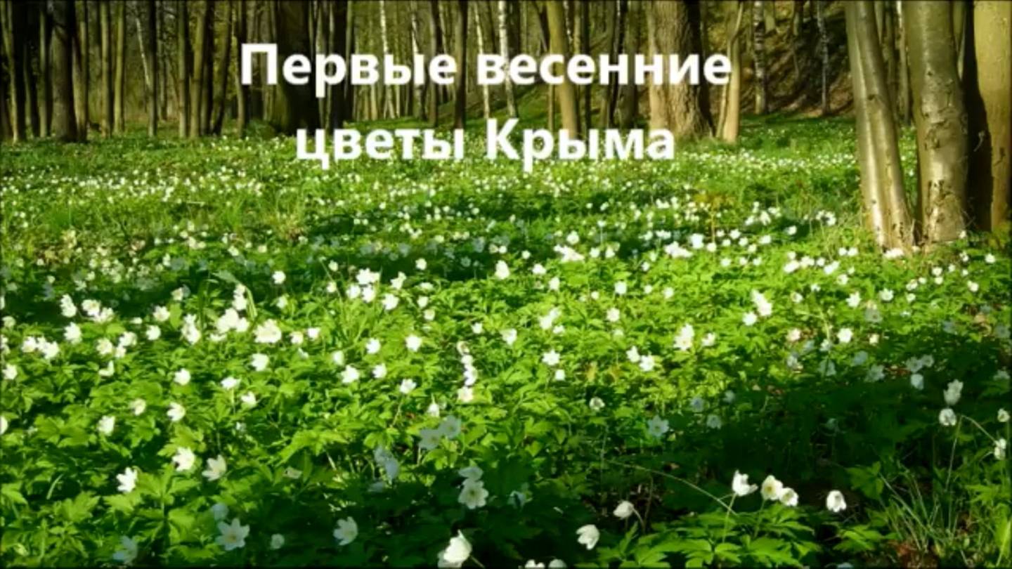 🌷 Первые весенние цветы Крыма. Вальс цветов. Учим названия цветов.