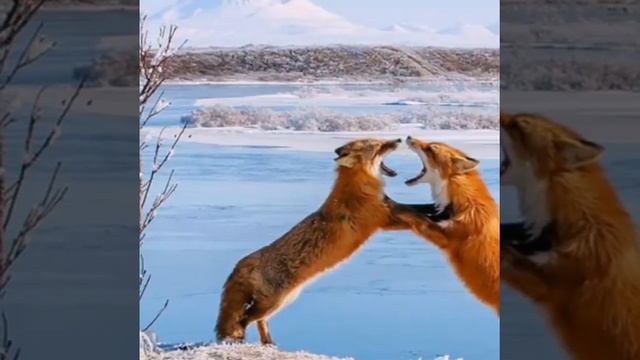 Дружба животных+ красивые и забавные животные