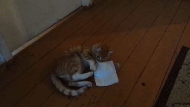 Кот и валерьянка