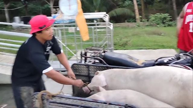 baboy live weight 150/ kilo