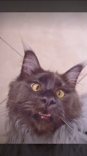 Знакомьтесь это мой кот Муркис