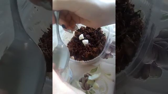 НОВЫЕ ПИТОМЦЫ?/ 2 АХАТИНЫ ДОМА?/ КОРМИМ МАЛЫШЕЙ ^-^