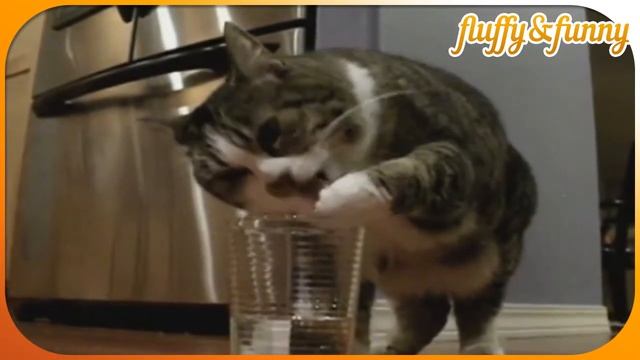 Funny Way for a cat to drink water, кот весело пьёт воду