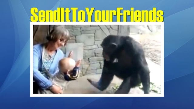 Aggressive monkey and sweet baby-Oбезьяна отрабатывает удар пяткой в нос