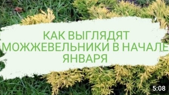 КАК ВЫГЛЯДЯТ МОЖЖЕВЕЛЬНИКИ В НАЧАЛЕ ЯНВАРЯ. НАЧАЛО ЯНВАРЯ 2023 ГОДА ВЫДАЛОСЬ НУ ОЧЕНЬ ТЁПЛОЕ!