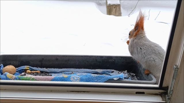 Омские белочки.05.02.2025г.