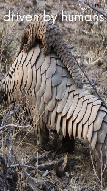 Wild and Wonderful Wildlife: Pangolins at risk of disappearing