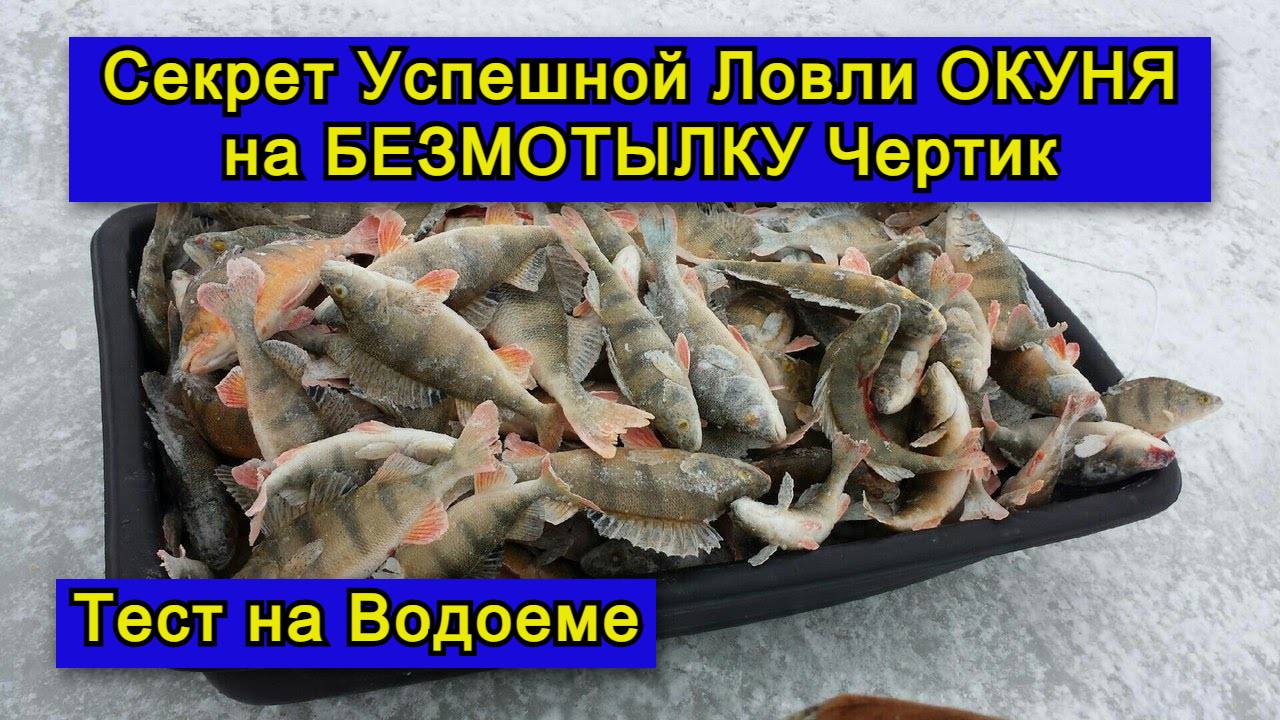 Секрет Успешной Ловли Окуня на мормышку Безмотылку Чертик Тест на Водоеме