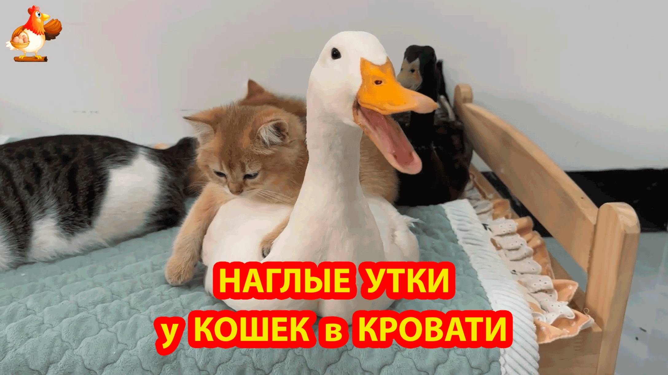 Наглые Утки в кровати у Котят и Кота ❣️🤗😹