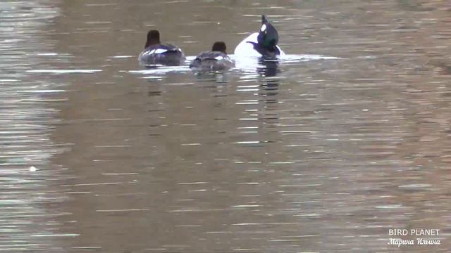 Массовый прилет птиц на Большое озеро Царского Села. Mass arrival of birds to the Big Lake.