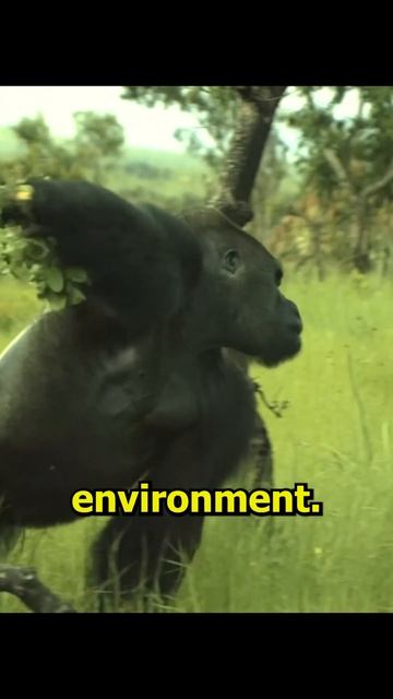 Why Do Gorillas Have Super Strength?