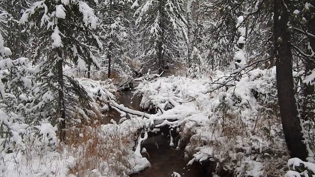 Таёжный ручей