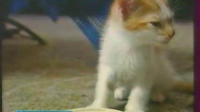 Смотрите на REN - TV 2003 7